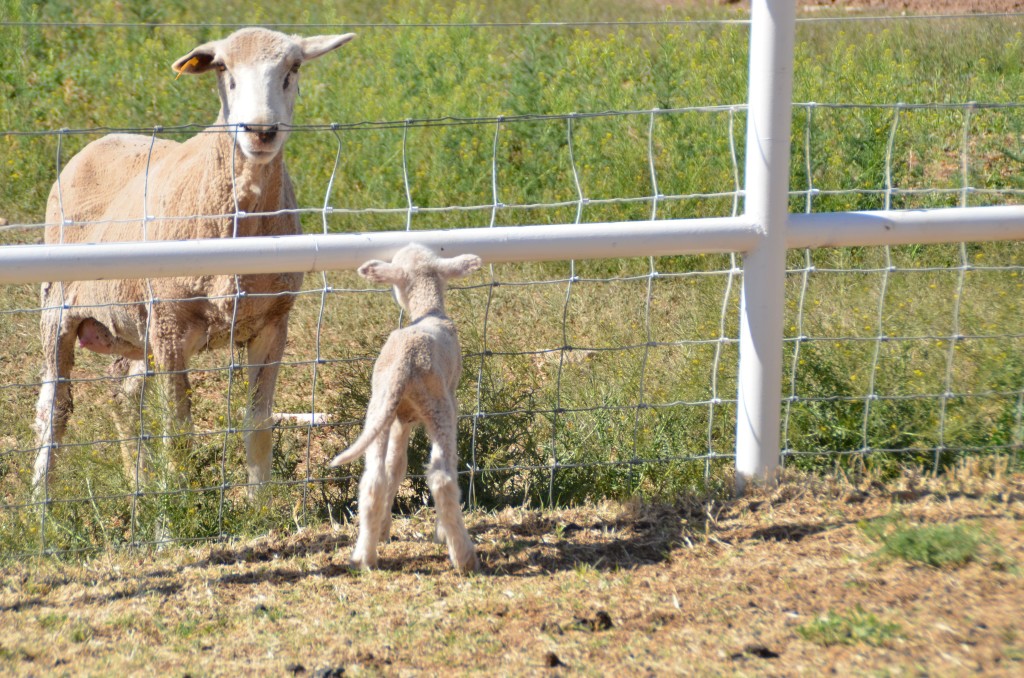 One of the triplets got left behind and couldn't figure out how to get to the other side of the fence